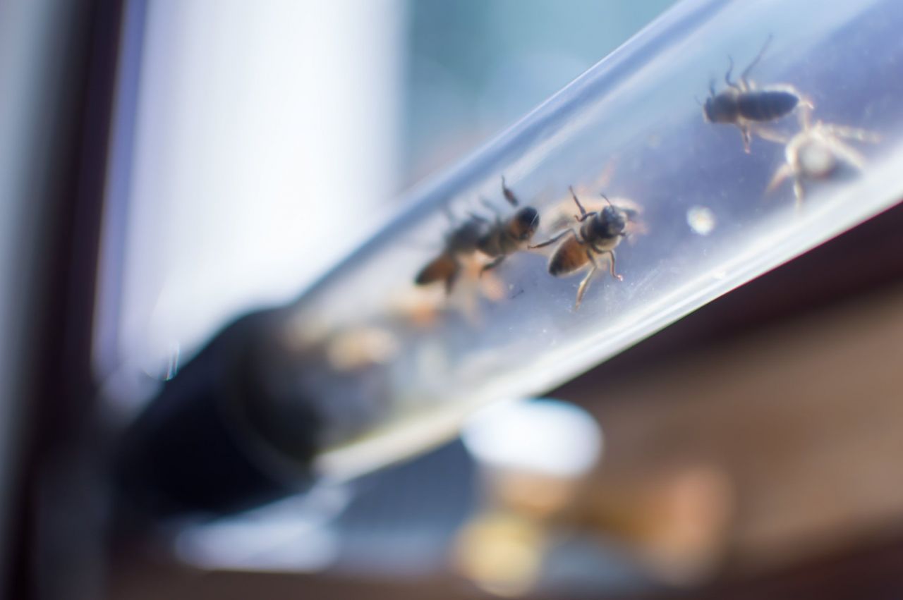 BEEcosystem permet d'installer une ruche dans votre appartement #4