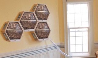 BEEcosystem permet d'installer une ruche dans votre appartement
