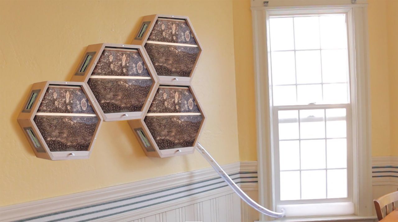 BEEcosystem permet d'installer une ruche dans votre appartement #2