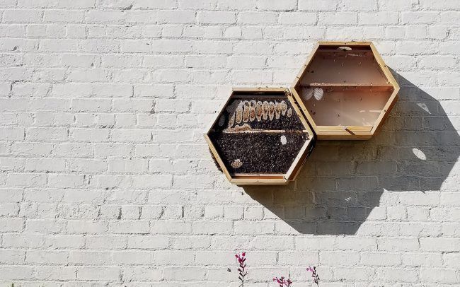 BEEcosystem permet d'installer une ruche dans votre appartement