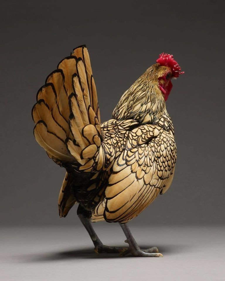 CHICken : les plus belles poules du monde à l'honneur dans une série de photos insolites #25