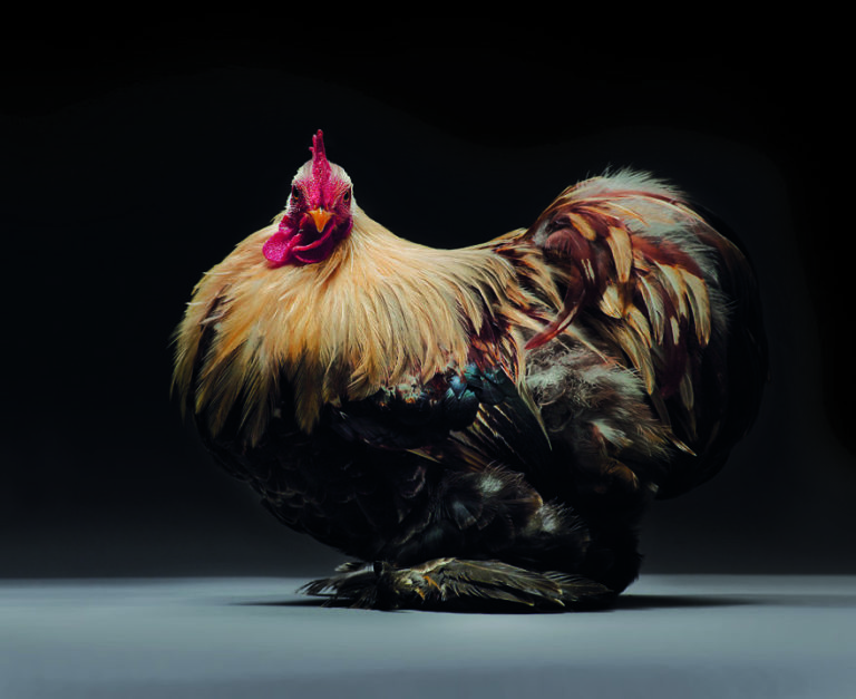 CHICken : les plus belles poules du monde à l'honneur dans une série de photos insolites #22