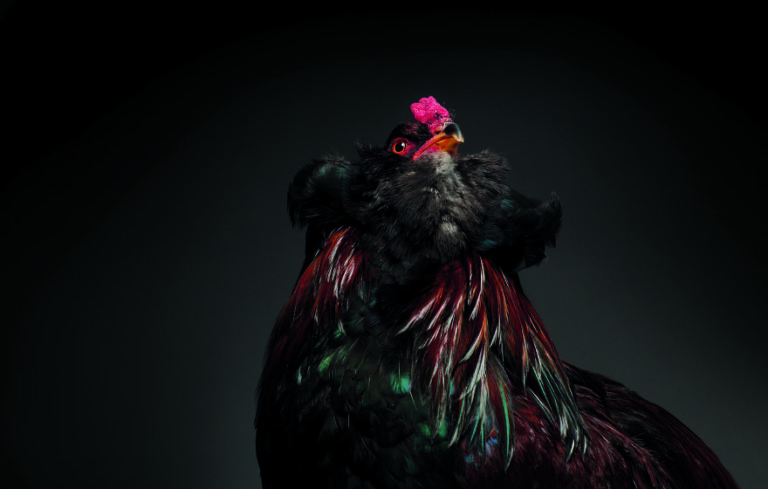 CHICken : les plus belles poules du monde à l'honneur dans une série de photos insolites #21