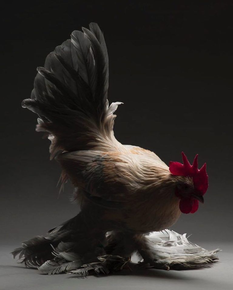 CHICken : les plus belles poules du monde à l'honneur dans une série de photos insolites #12