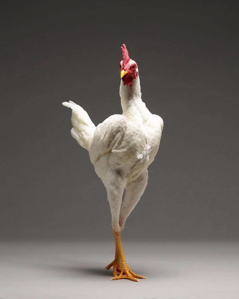 CHICken : les plus belles poules du monde à l'honneur dans une série de photos insolites #13