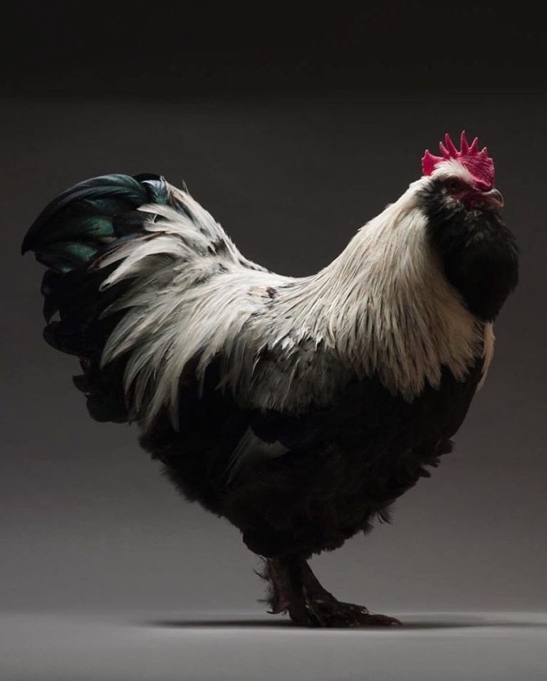 CHICken : les plus belles poules du monde à l'honneur dans une série de photos insolites #14