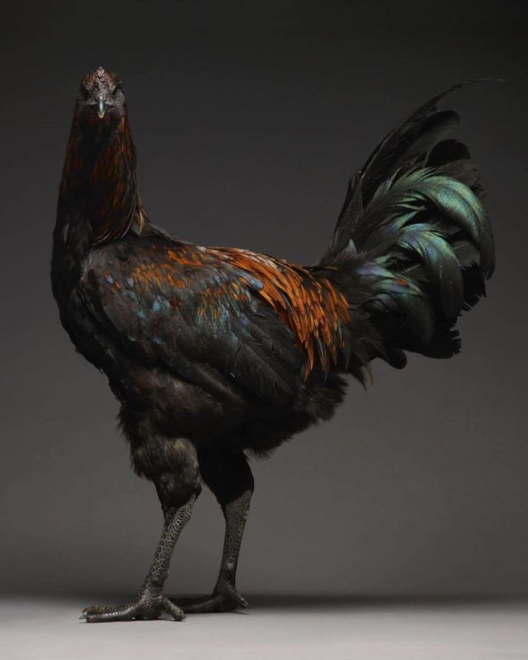 CHICken : les plus belles poules du monde à l'honneur dans une série de photos insolites #15
