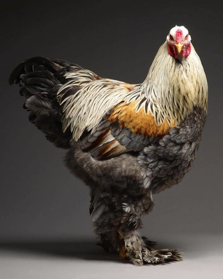 CHICken : les plus belles poules du monde à l'honneur dans une série de photos insolites #16