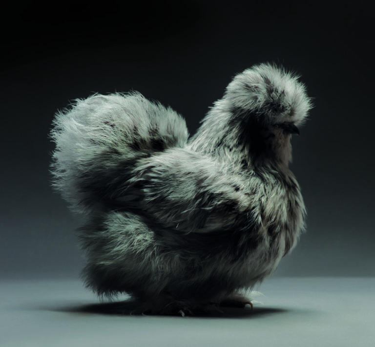 CHICken : les plus belles poules du monde à l'honneur dans une série de photos insolites #2