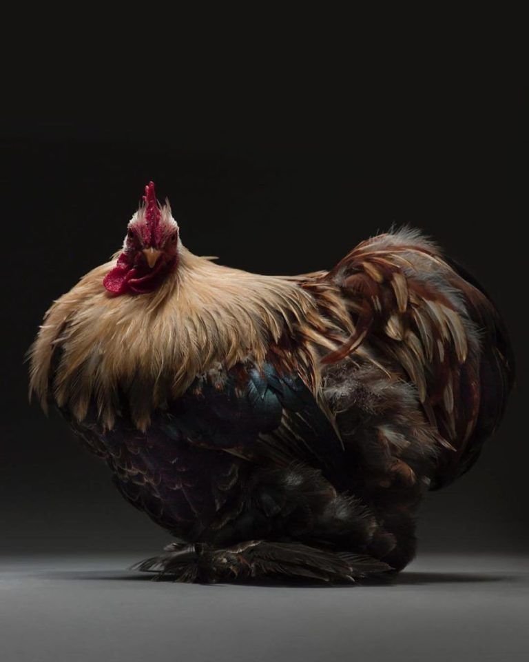 CHICken : les plus belles poules du monde à l'honneur dans une série de photos insolites #17