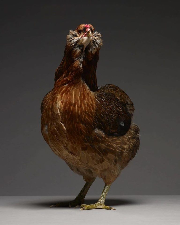 CHICken : les plus belles poules du monde à l'honneur dans une série de photos insolites #18
