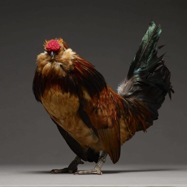 CHICken : les plus belles poules du monde à l'honneur dans une série de photos insolites #19