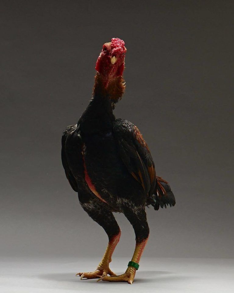 CHICken : les plus belles poules du monde à l'honneur dans une série de photos insolites #11