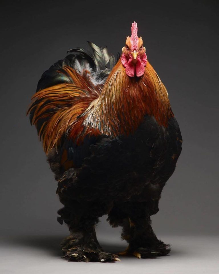CHICken : les plus belles poules du monde à l'honneur dans une série de photos insolites #10