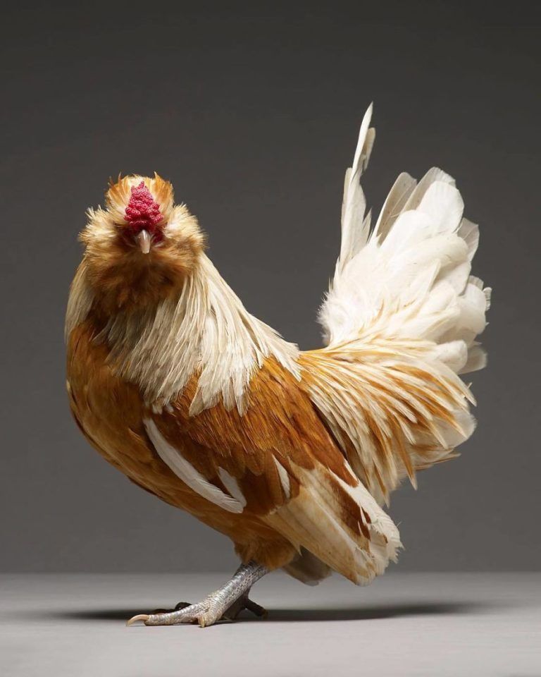 CHICken : les plus belles poules du monde à l'honneur dans une série de photos insolites #9