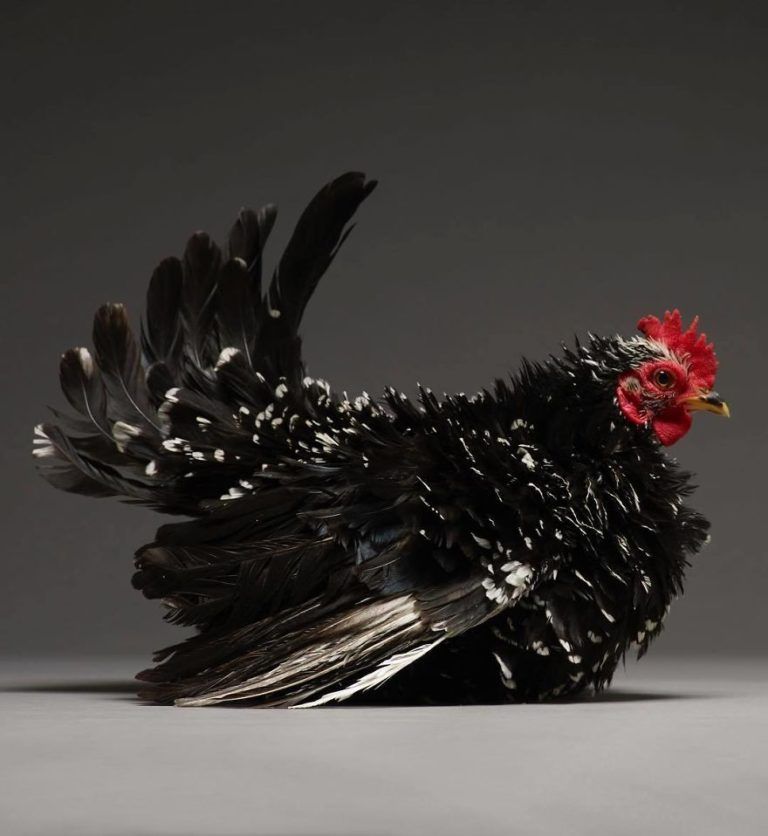 CHICken : les plus belles poules du monde à l'honneur dans une série de photos insolites #8