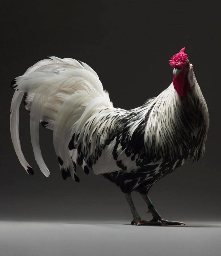 CHICken : les plus belles poules du monde à l'honneur dans une série de photos insolites #7