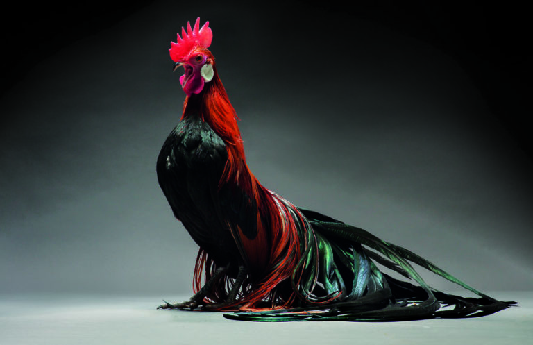 CHICken : les plus belles poules du monde à l'honneur dans une série de photos insolites #31
