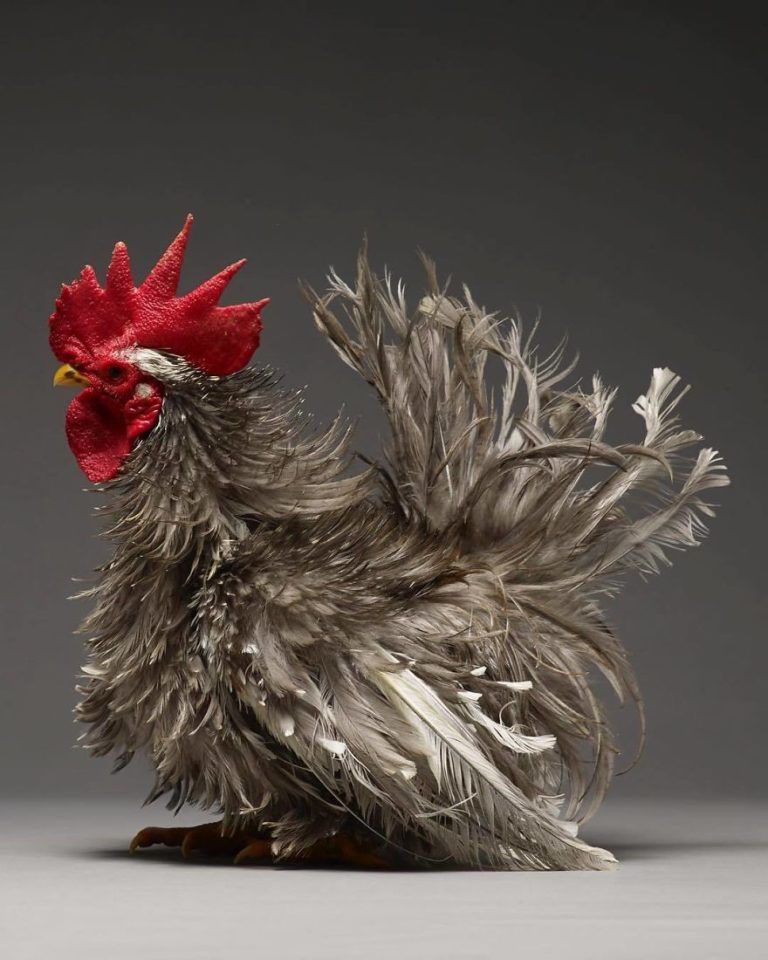 CHICken : les plus belles poules du monde à l'honneur dans une série de photos insolites #5
