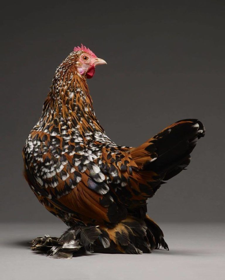 CHICken : les plus belles poules du monde à l'honneur dans une série de photos insolites #3
