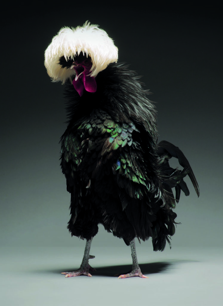 CHICken : les plus belles poules du monde à l'honneur dans une série de photos insolites #30