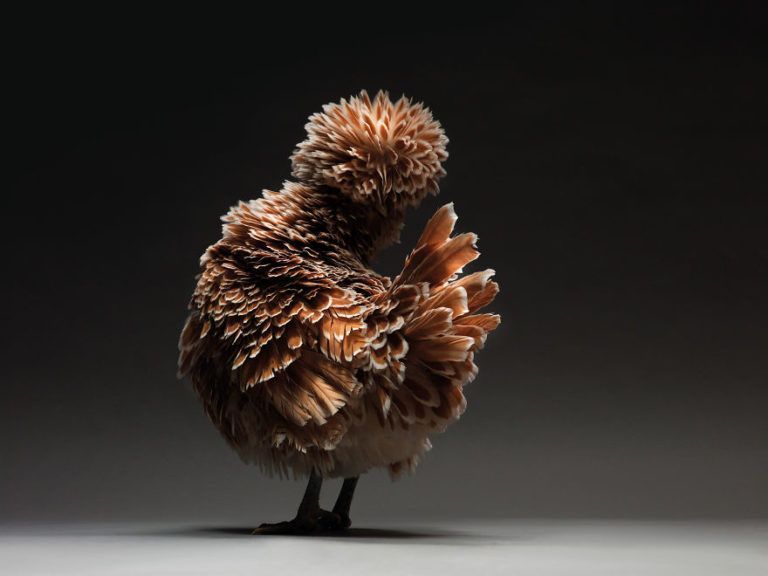 CHICken : les plus belles poules du monde à l'honneur dans une série de photos insolites #29