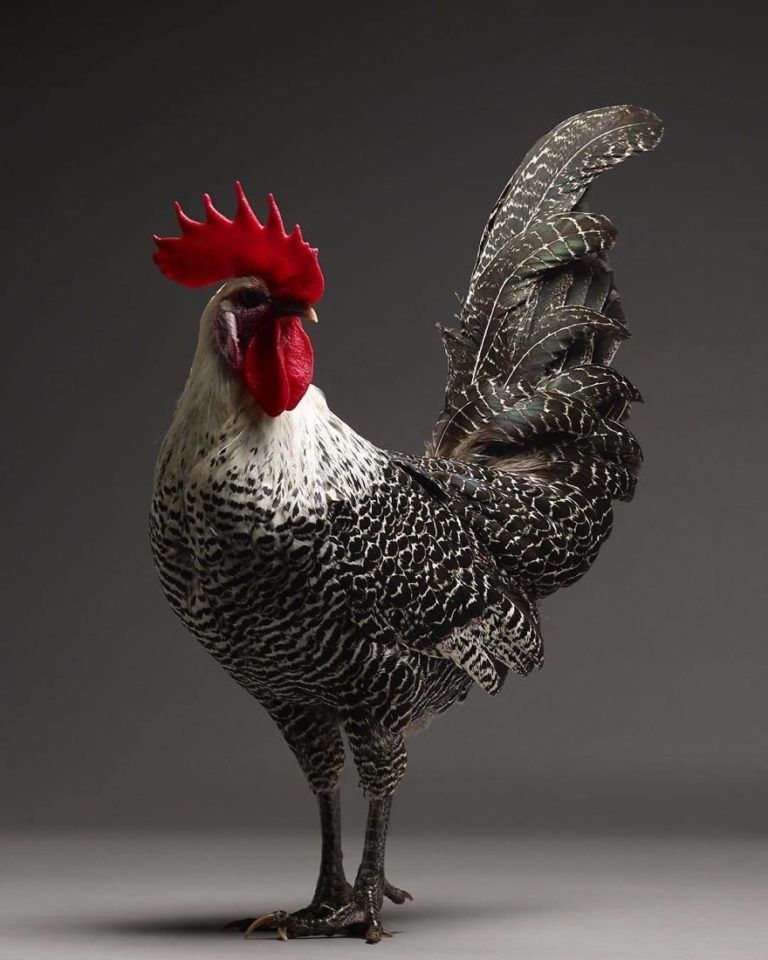CHICken : les plus belles poules du monde à l'honneur dans une série de photos insolites #27