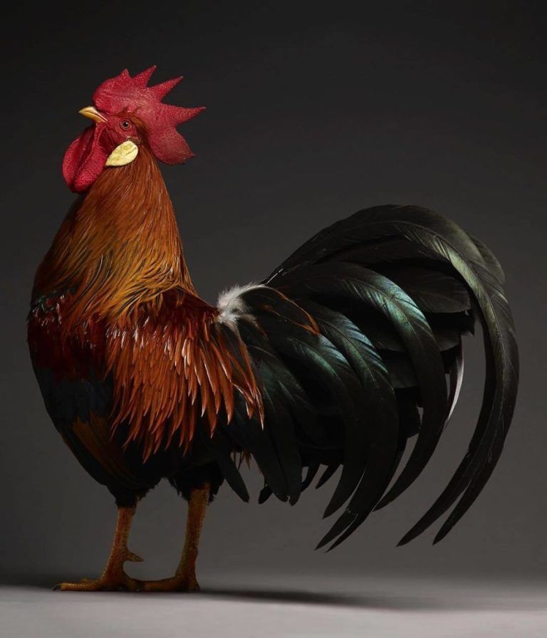 CHICken : les plus belles poules du monde à l'honneur dans une série de photos insolites #26