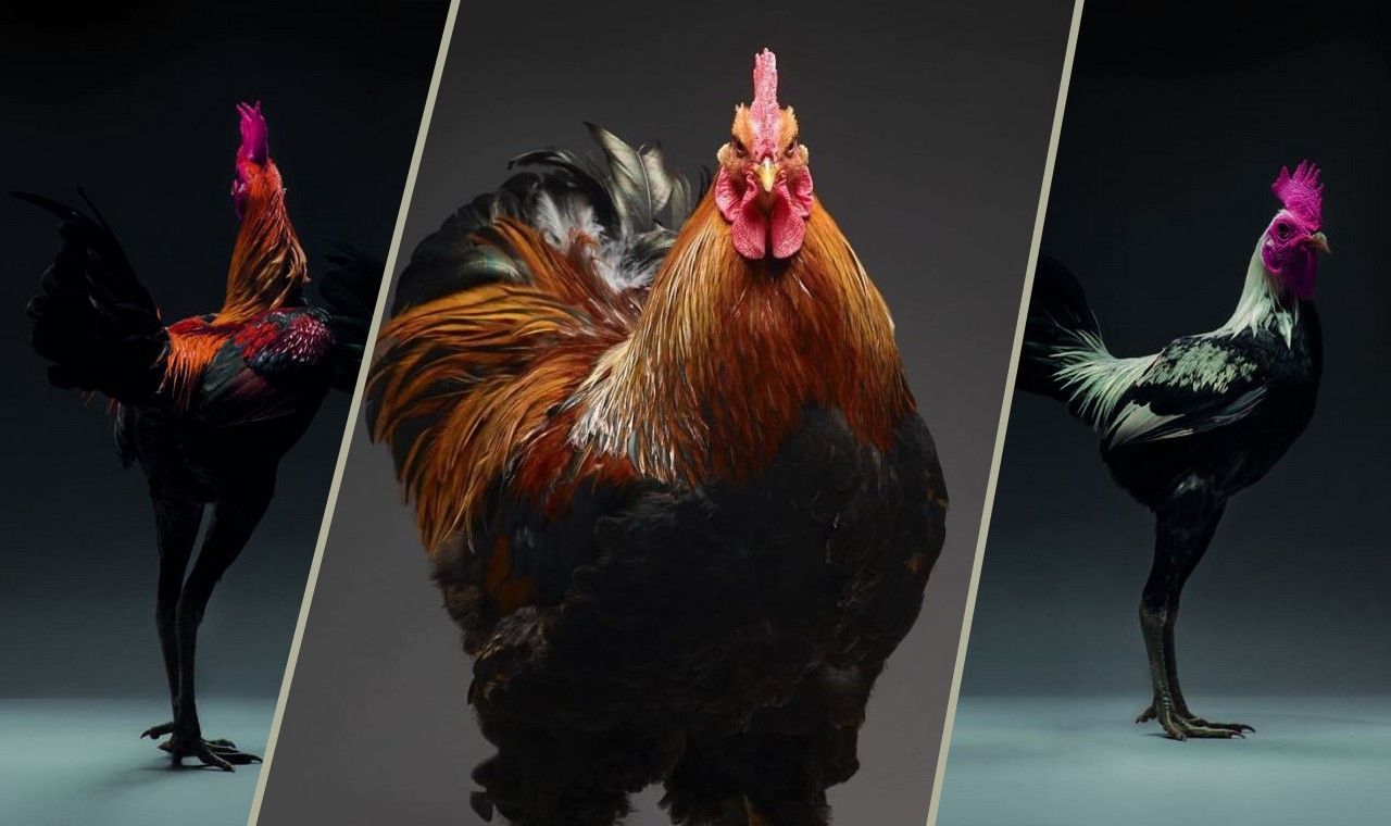 CHICken : les plus belles poules du monde à l'honneur dans une série de photos insolites