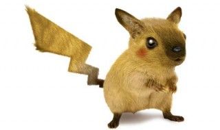 Pokémon : à l'origine Pikachu était un écureuil