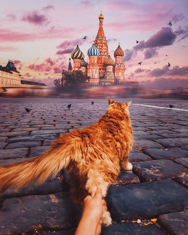 Une photographe russe met en scène son chat dans des aventures poétiques et colorées #19