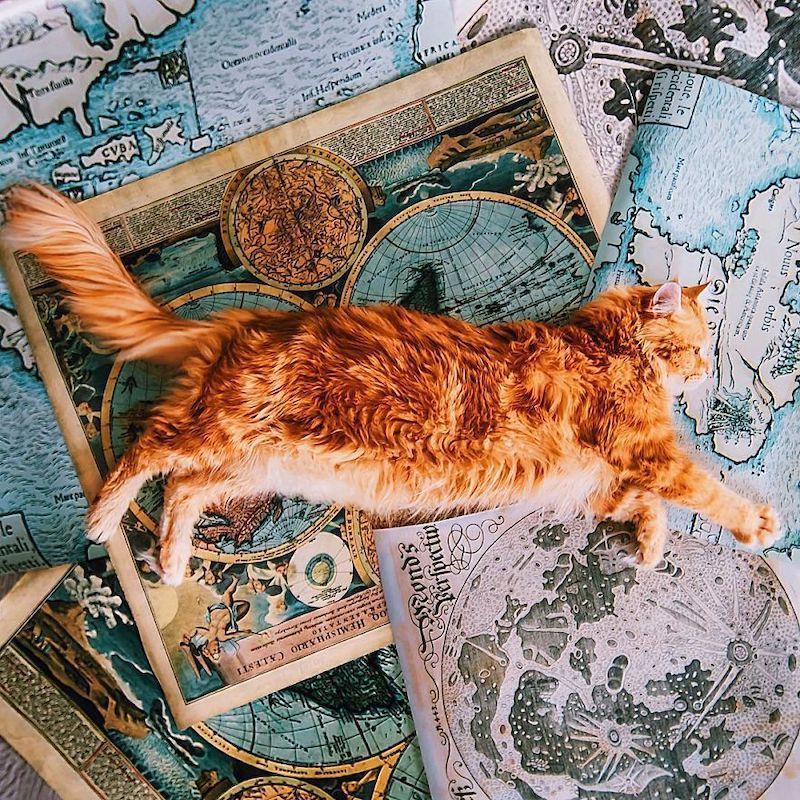 Une photographe russe met en scène son chat dans des aventures poétiques et colorées #12