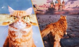 Une photographe russe met en scène son chat dans des aventures poétiques et colorées