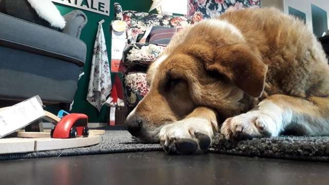Ce magasin IKEA accueille les chiens abandonnés #4