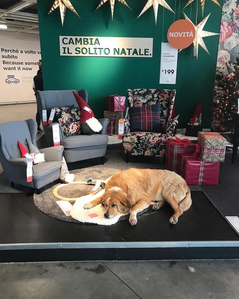 Ce magasin IKEA accueille les chiens abandonnés