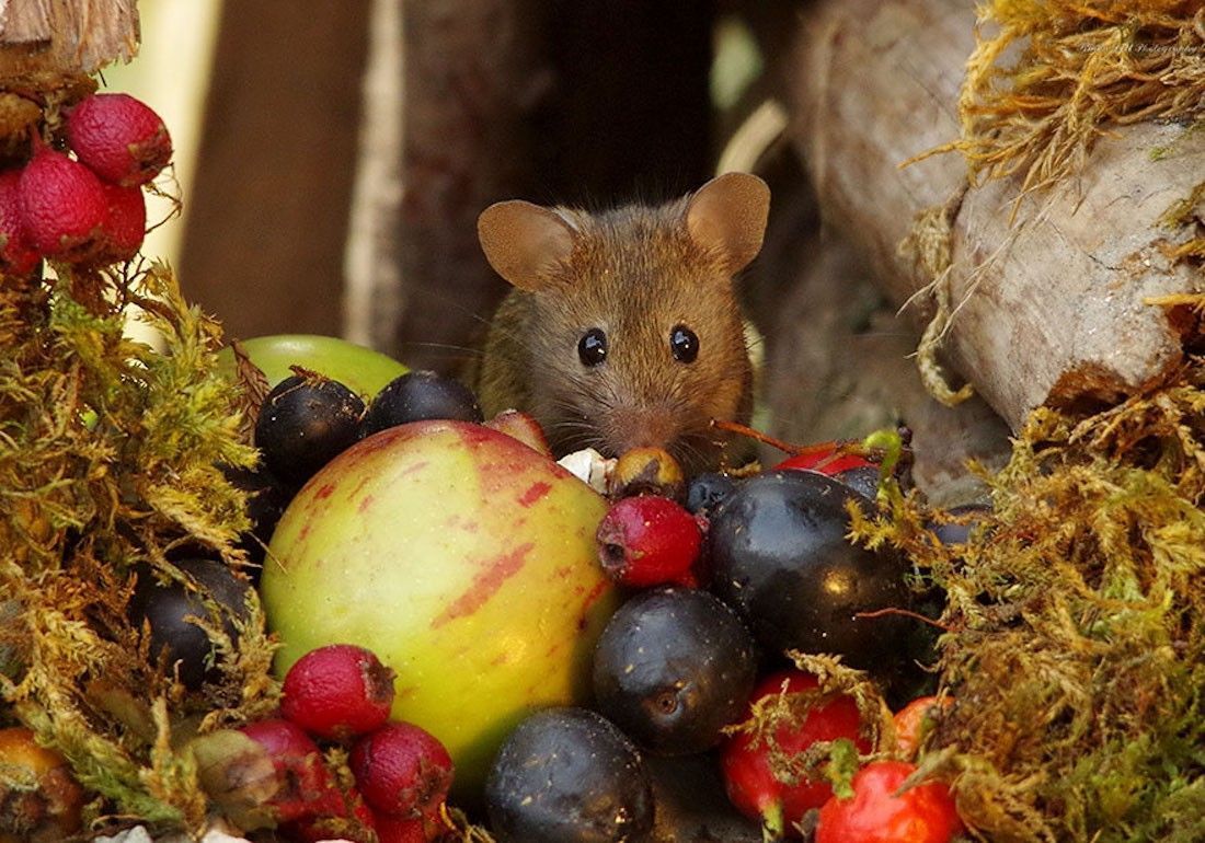 Ce photographe a construit un village de souris dans son jardin #5