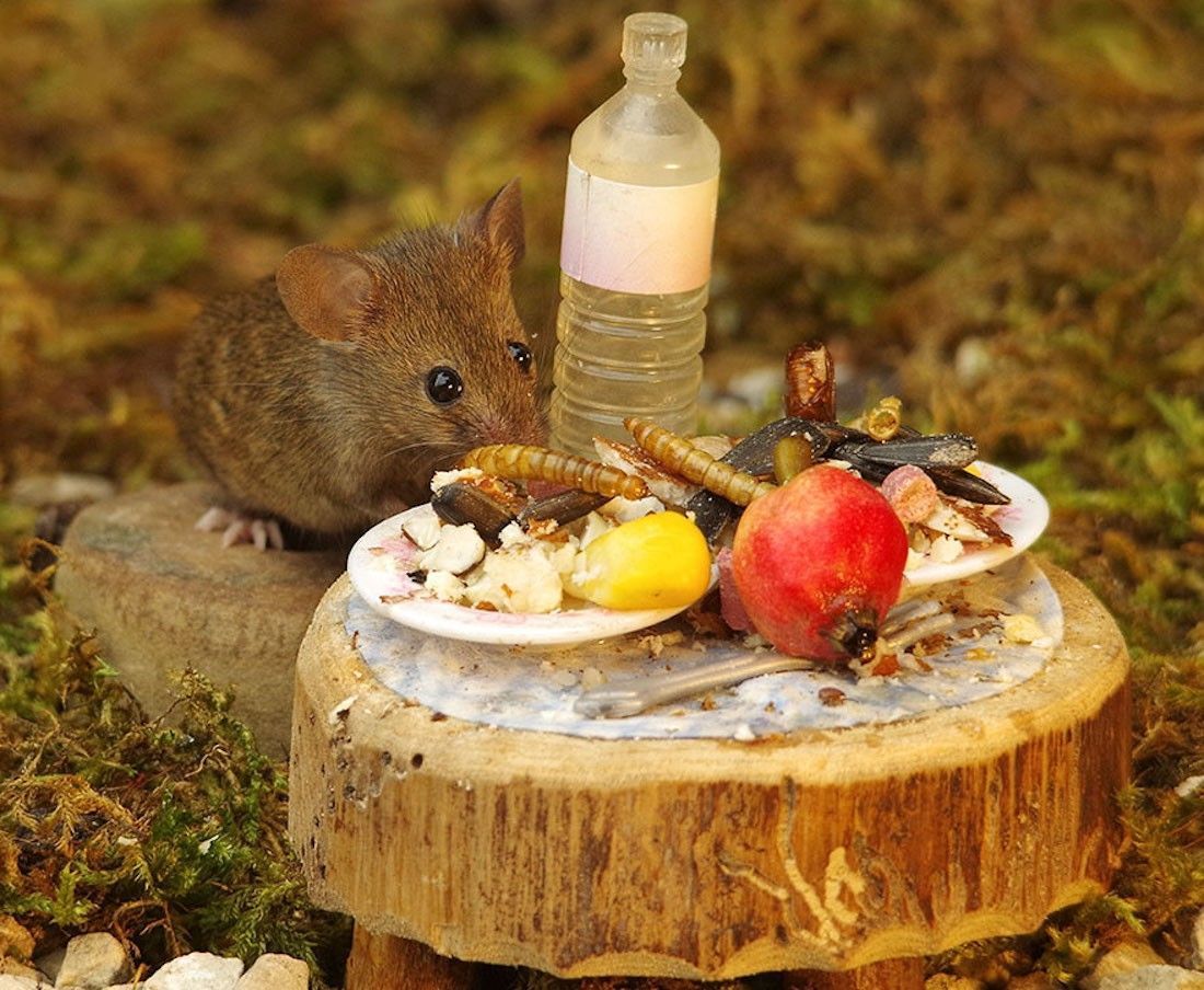 Ce photographe a construit un village de souris dans son jardin #7