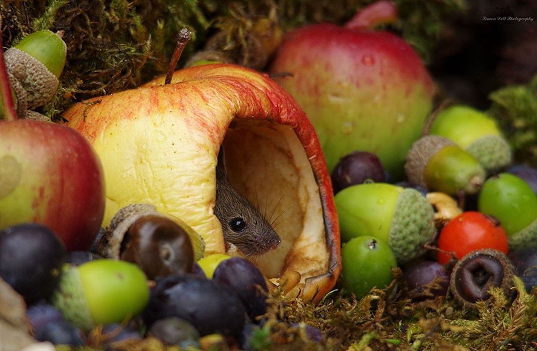 Ce photographe a construit un village de souris dans son jardin #17