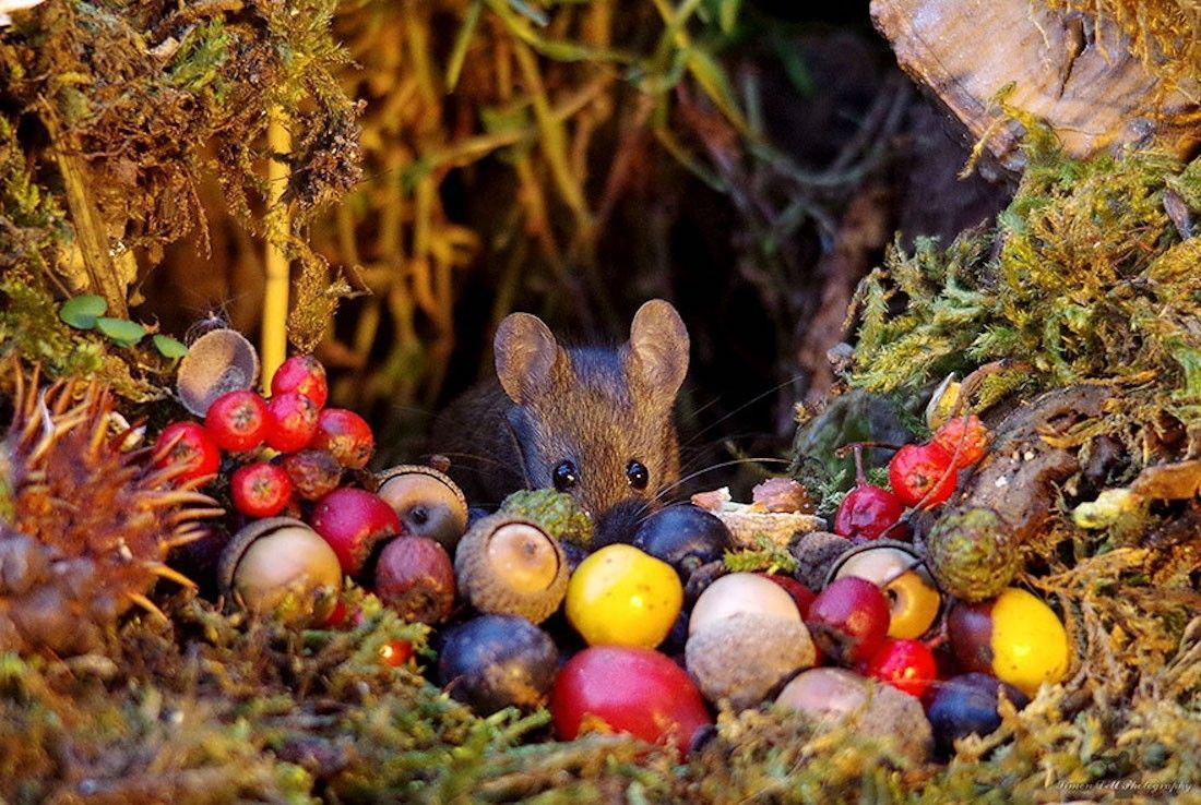 Ce photographe a construit un village de souris dans son jardin #18