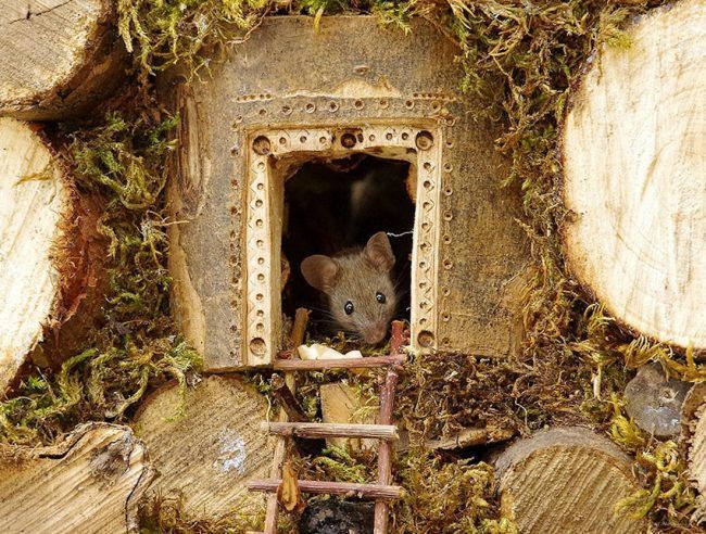 Ce photographe a construit un village de souris dans son jardin #4
