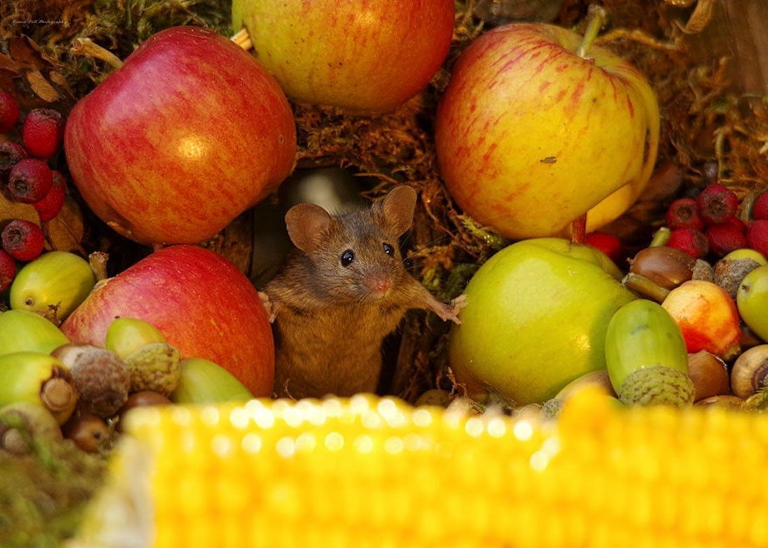 Ce photographe a construit un village de souris dans son jardin #3
