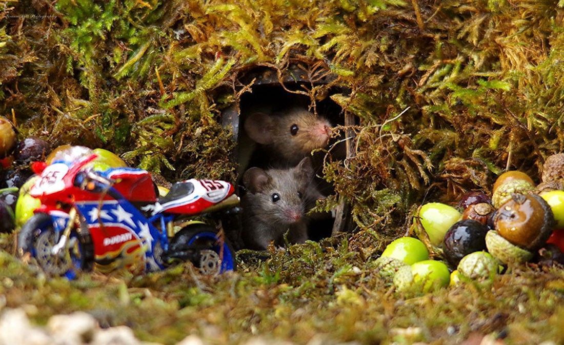 Ce photographe a construit un village de souris dans son jardin #11