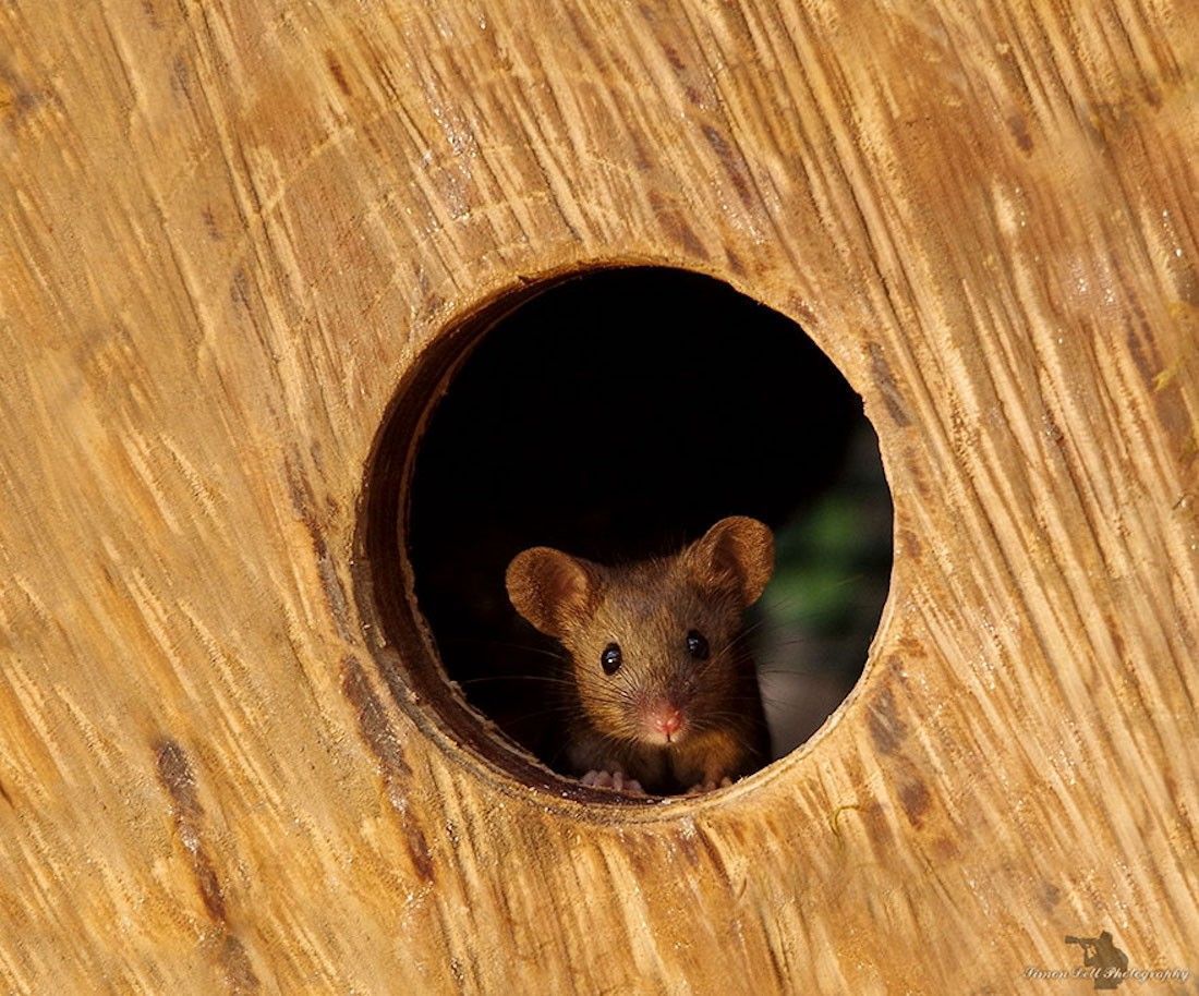 Ce photographe a construit un village de souris dans son jardin #16