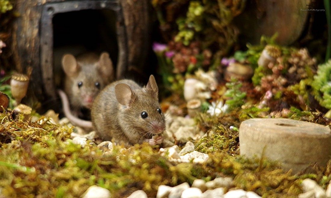 Ce photographe a construit un village de souris dans son jardin #15