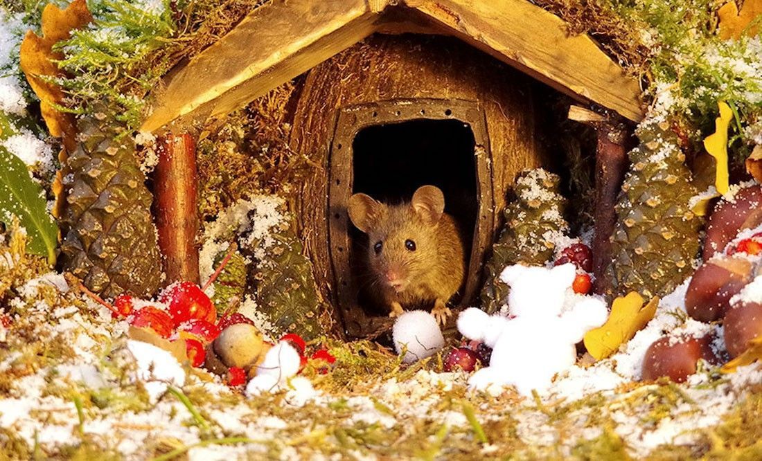Ce photographe a construit un village de souris dans son jardin #13