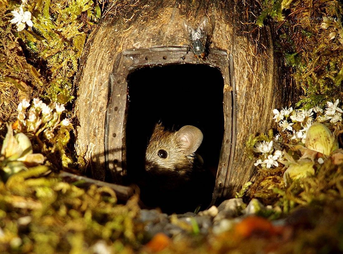Ce photographe a construit un village de souris dans son jardin #14