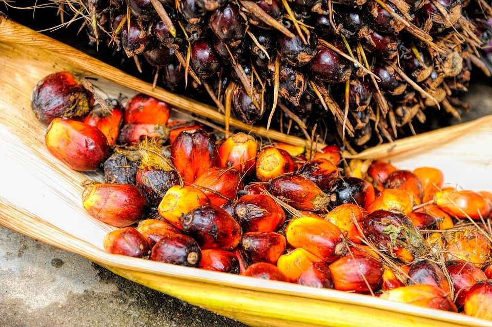 Oreo responsable de déforestation massive à cause de l'huile de palme #5