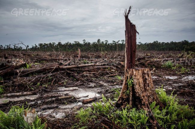 Oreo responsable de déforestation massive à cause de l'huile de palme #3