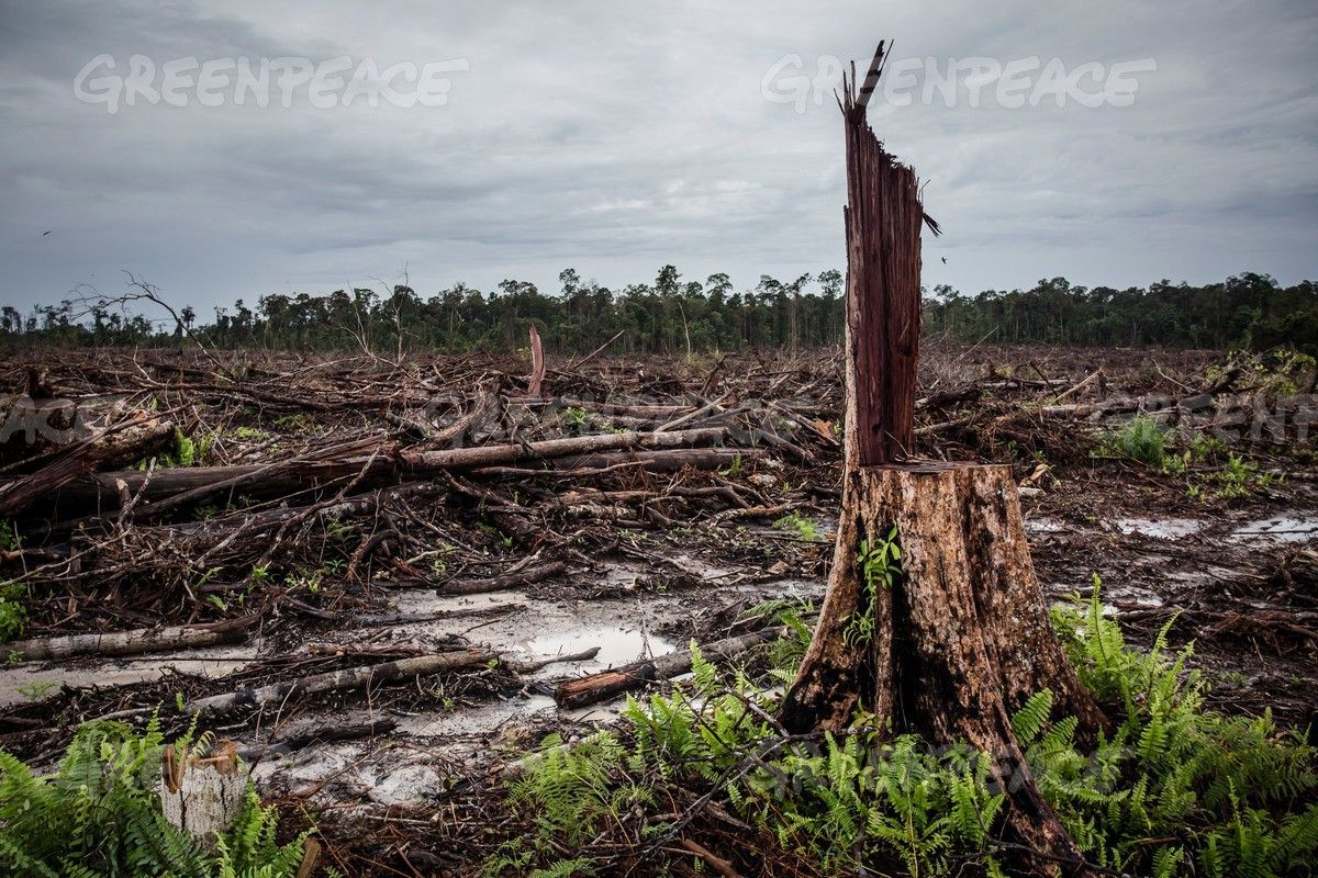 Oreo responsable de déforestation massive à cause de l’huile de palme #3