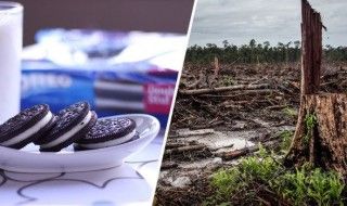 Oreo responsable de déforestation massive à cause de l'huile de palme